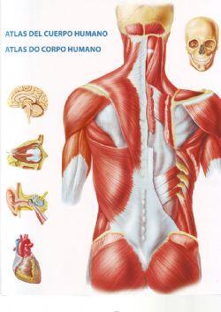 Atlas del cuerpo humano | 9788496449763 | Schleifer, Simone | Llibres Parcir | Llibreria Parcir | Llibreria online de Manresa | Comprar llibres en català i castellà online