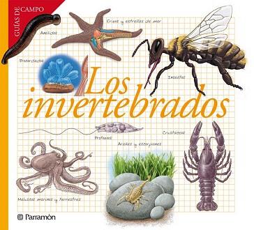 GUIAS DE CAMPO : LOS INVERTEBRADOS | 9788434240599 | BARRES MANUEL, JOSEP M. | Llibres Parcir | Llibreria Parcir | Llibreria online de Manresa | Comprar llibres en català i castellà online